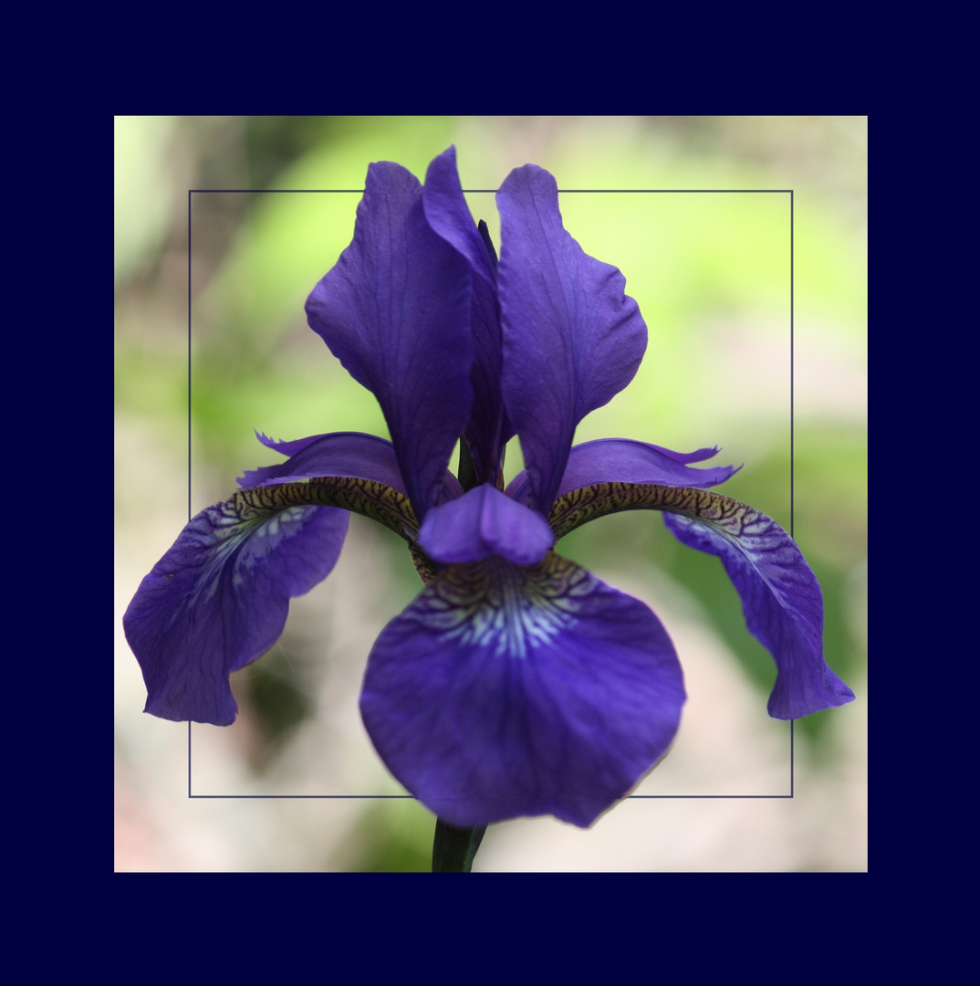 Iris in Blau I