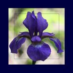 Iris in Blau I