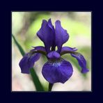 Iris in Blau II