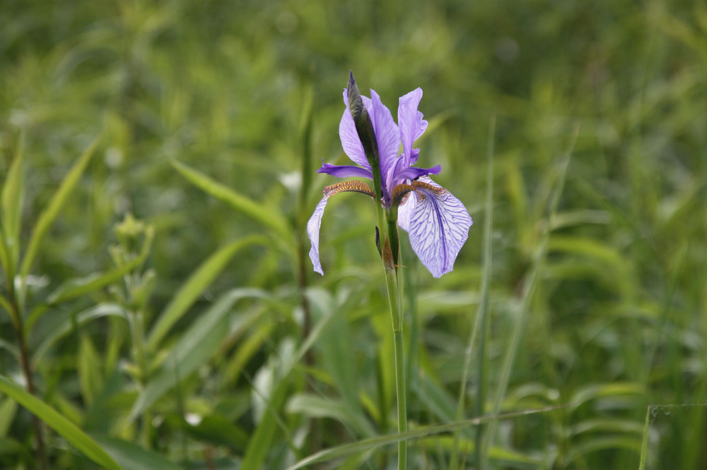 Iris in blau, liela