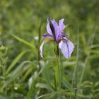 Iris in blau, liela