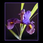 Iris in blau/violett