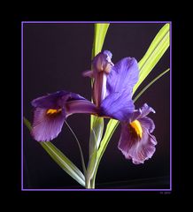 Iris in blau/violett