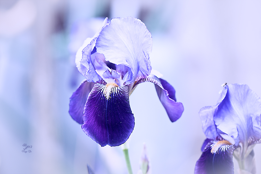 Iris in Blue