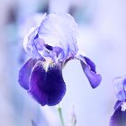 Iris in Blue