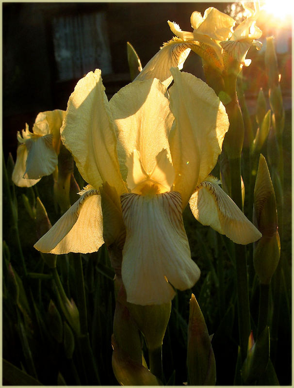 iris in der Abendsonne