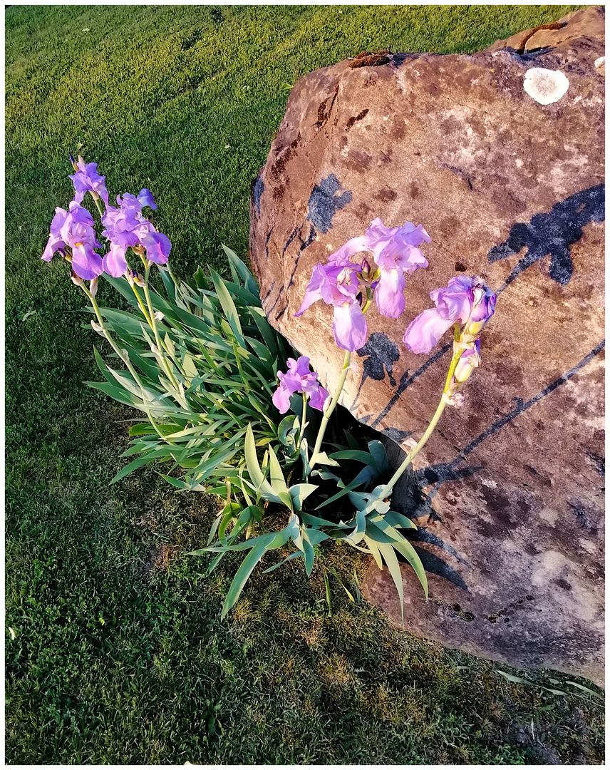 Iris in der Abendsonne