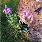 Iris in der Abendsonne