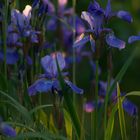 Iris in der Abendsonne