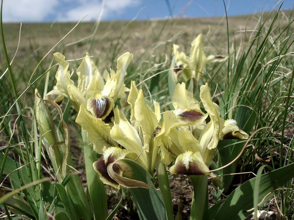 Iris in der Steppe