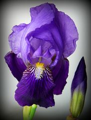 Iris in fiore e in boccio