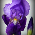 Iris in fiore e in boccio