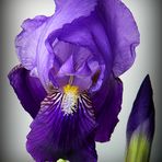 Iris in fiore e in boccio
