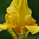 Iris in gelb