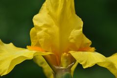 Iris in gelb