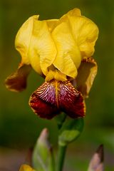 Iris in gelb