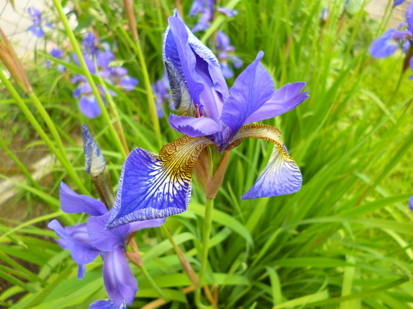 Iris in ihrer Pracht