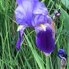 Iris in La Garrotxa im Frühling