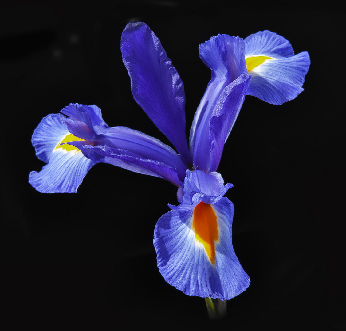 Iris in meinem Garten