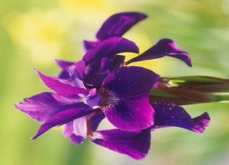 Iris in meinem Garten