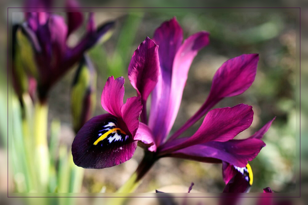 Iris in Nachbars Garten...