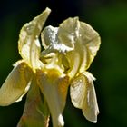 iris in nachbars garten...