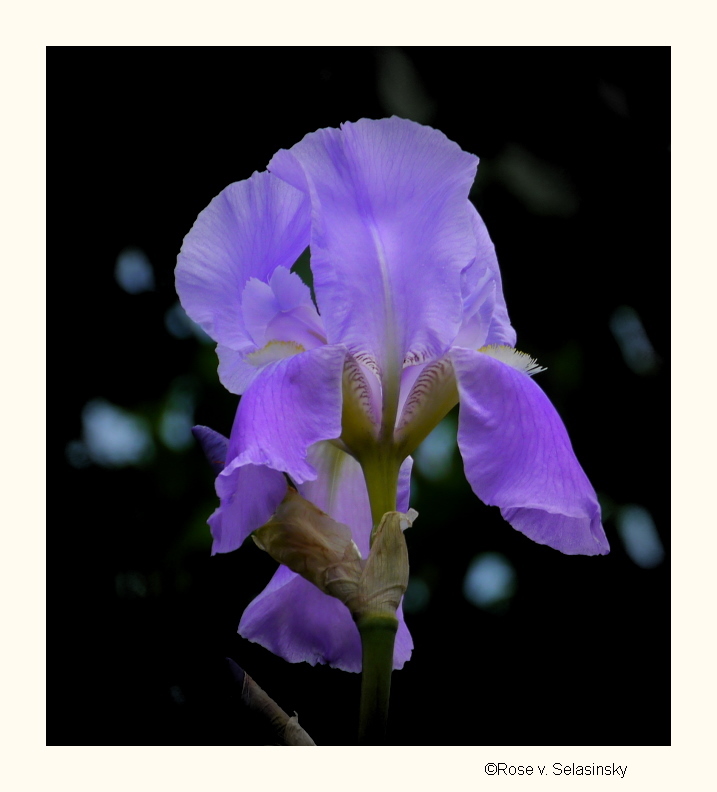 Iris in Nachbars Garten