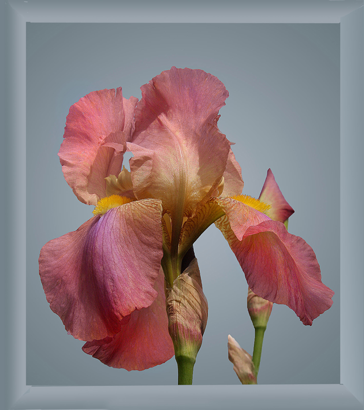 Iris in rosa 