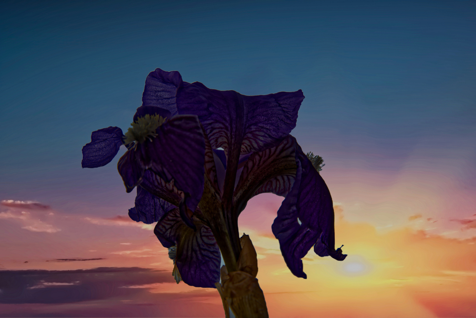 Iris in sunset