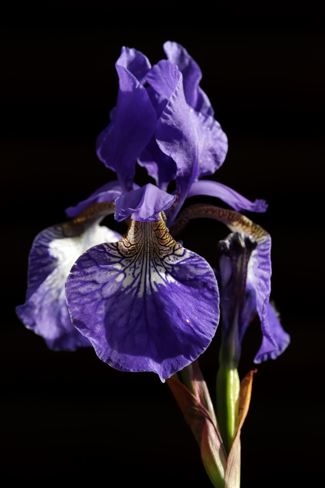 Iris in the evening