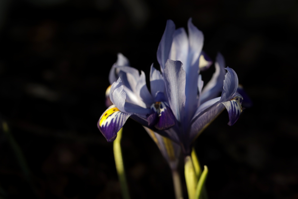 Iris in the evening