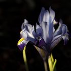 Iris in the evening