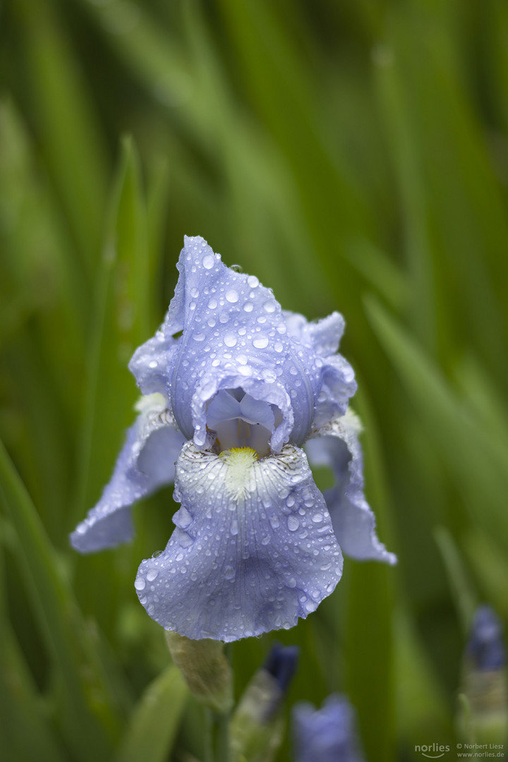 Iris in the rain