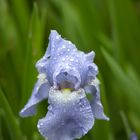 Iris in the rain