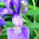 Iris in unserem Garten