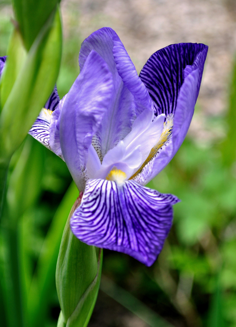 Iris - in unserem Garten - auch bekannt als Regen-vertreiberin!!!