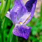 Iris - in unserem Garten - auch bekannt als Regen-vertreiberin!!!