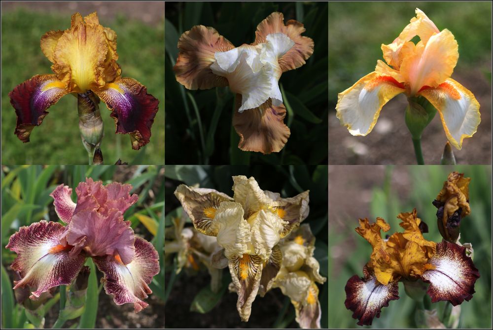 Iris in Variationen (1)