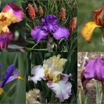 Iris in Variationen (2)