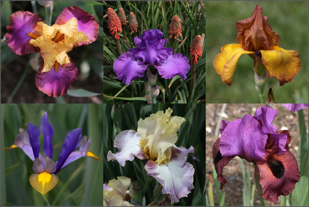 Iris in Variationen (2)