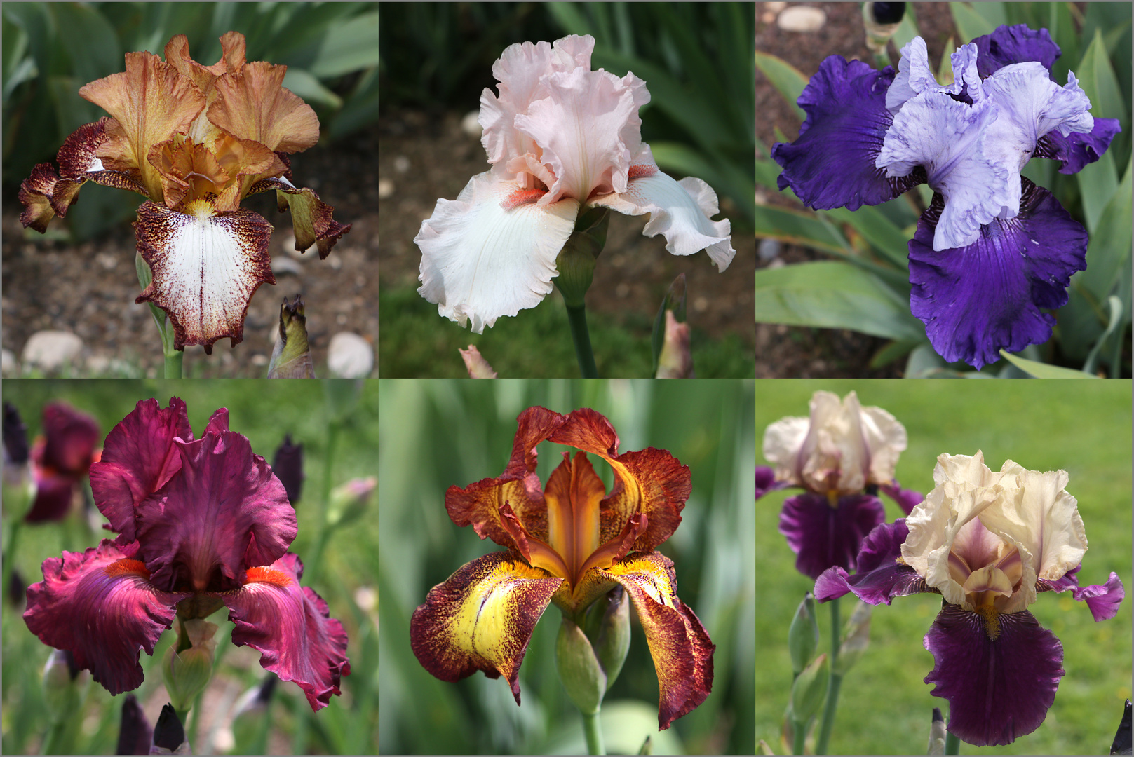 Iris in Variationen (3)