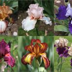 Iris in Variationen (3)