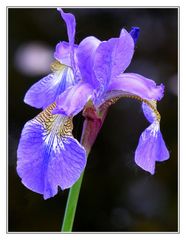 Iris in voller Pracht