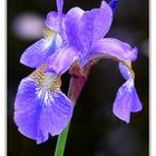 Iris in voller Pracht