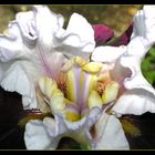 Iris - Innenleben