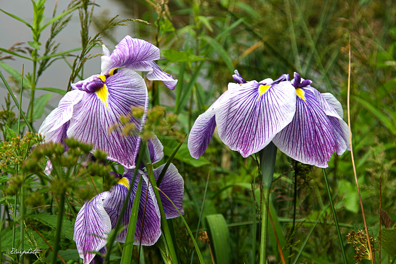 Iris insata