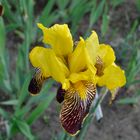 Iris - Insel der Freundschaft