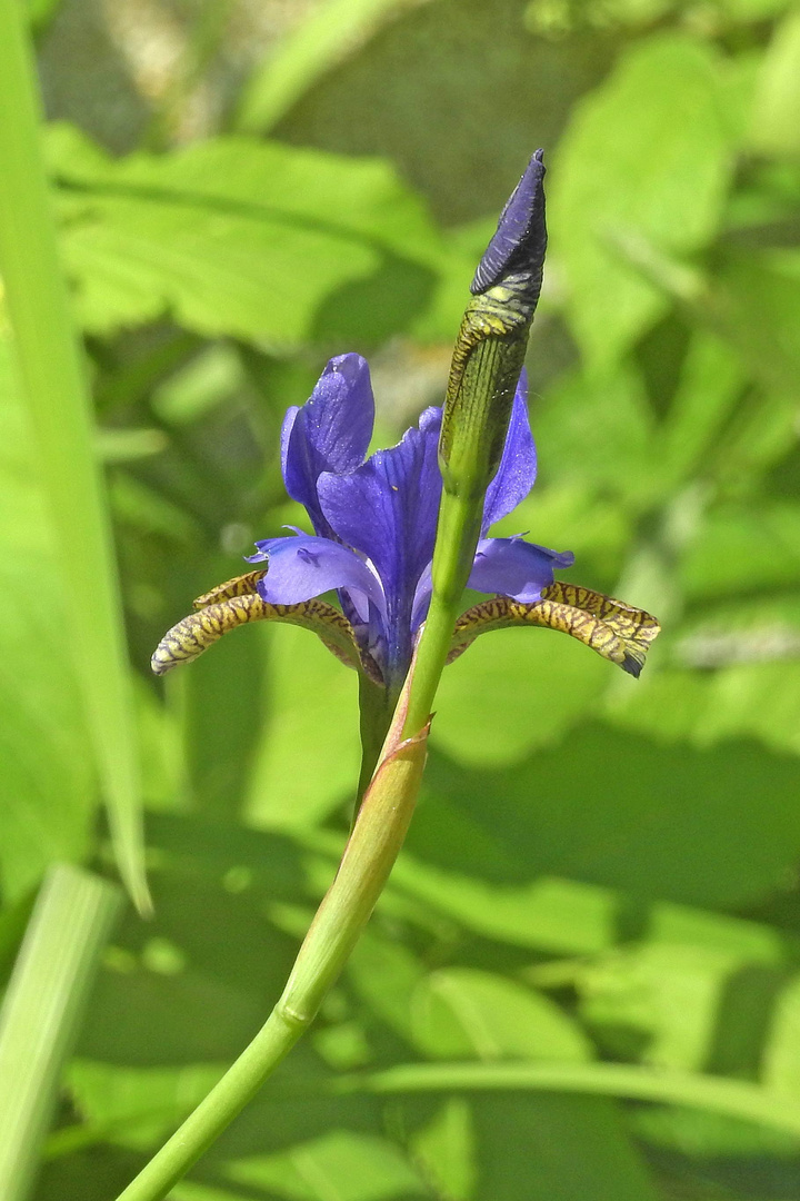 Iris (Iris sibirica)