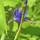 Iris (Iris sibirica)