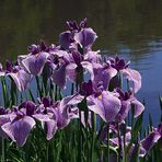iris japonais au bord de l'eau 